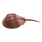 Safari Ltd Horseshoe Crab Incredible Creatures