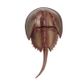 Safari Ltd Horseshoe Crab Incredible Creatures