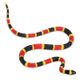 Safari Ltd Coral Snake Baby
