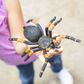 Safari Ltd Orange-Kneed Tarantula