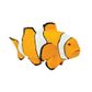 Safari Ltd Clown Anemonefish