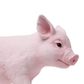 Safari Ltd Piglet
