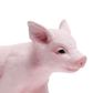 Safari Ltd Piglet Incredible Creatures*