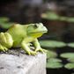 Safari Ltd American Bullfrog IncredibleCreatures