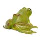 Safari Ltd American Bullfrog IncredibleCreatures