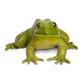 Safari Ltd American Bullfrog IncredibleCreatures