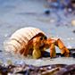 Safari Ltd Hermit Crab Incredible Creatures