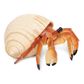 Safari Ltd Hermit Crab Incredible Creatures