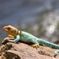 Safari Ltd Collared Lizard Incredible Creatures