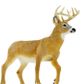 Safari Ltd Whitetail Buck Wildlife Wonders