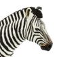 Safari Ltd Zebra Wildlife Wonders