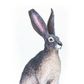 Safari Ltd American Desert Hare N.American Wildlife