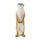 Safari Ltd Meerkat