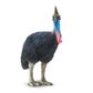 Safari Ltd Cassowary