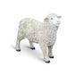 Safari Ltd Sheep