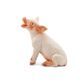 Safari Ltd Sitting Piglet