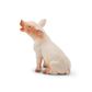 Safari Ltd Sitting Piglet