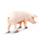 Safari Ltd Sow