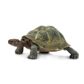 Safari Ltd Desert Tortoise North American Wildlife