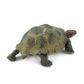 Safari Ltd Desert Tortoise North American Wildlife