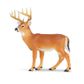 Safari Ltd Whitetail Buck