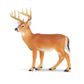 Safari Ltd Whitetail Buck North American Wildlife*