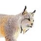 Safari Ltd Lynx North American Wildlife