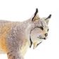 Safari Ltd Lynx
