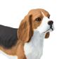 Safari Ltd Beagle