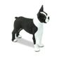 Safari Ltd Boston Terrier