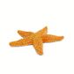 Safari Ltd Starfish