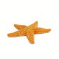 Safari Ltd Starfish Wild Safari Sea Life