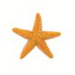 Safari Ltd Starfish Wild Safari Sea Life