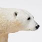 Safari Ltd Polar Bear Wild Safari Sea Life