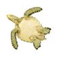 Safari Ltd Green Sea Turtle Wild SafariSea Life