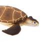 Safari Ltd Green Sea Turtle Wild SafariSea Life