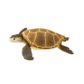 Safari Ltd Green Sea Turtle