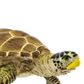 Safari Ltd Loggerhead Turtle Wild Safari Sea Life