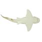 Safari Ltd Zebra Shark