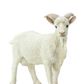 Safari Ltd Billy Goat