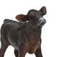 Safari Ltd Angus Calf