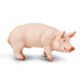 Safari Ltd Boar