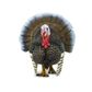 Safari Ltd Turkey