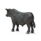Safari Ltd Angus Bull