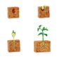 Safari Ltd Life Cycle Of A Green Bean Plant  Safari