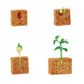 Safari Ltd Life Cycle of a Green Bean Plant