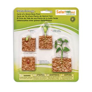 Safari Ltd Life Cycle of a Green Bean Plant