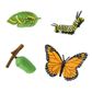 Safari Ltd Life Cycle Of A Monarch Butterfly  Safar