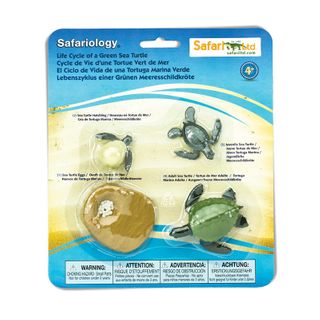 Safari Ltd Life Cycle of a Green Sea Turtle