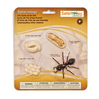 Safari Ltd Life Cycle Of An Ant Safariology